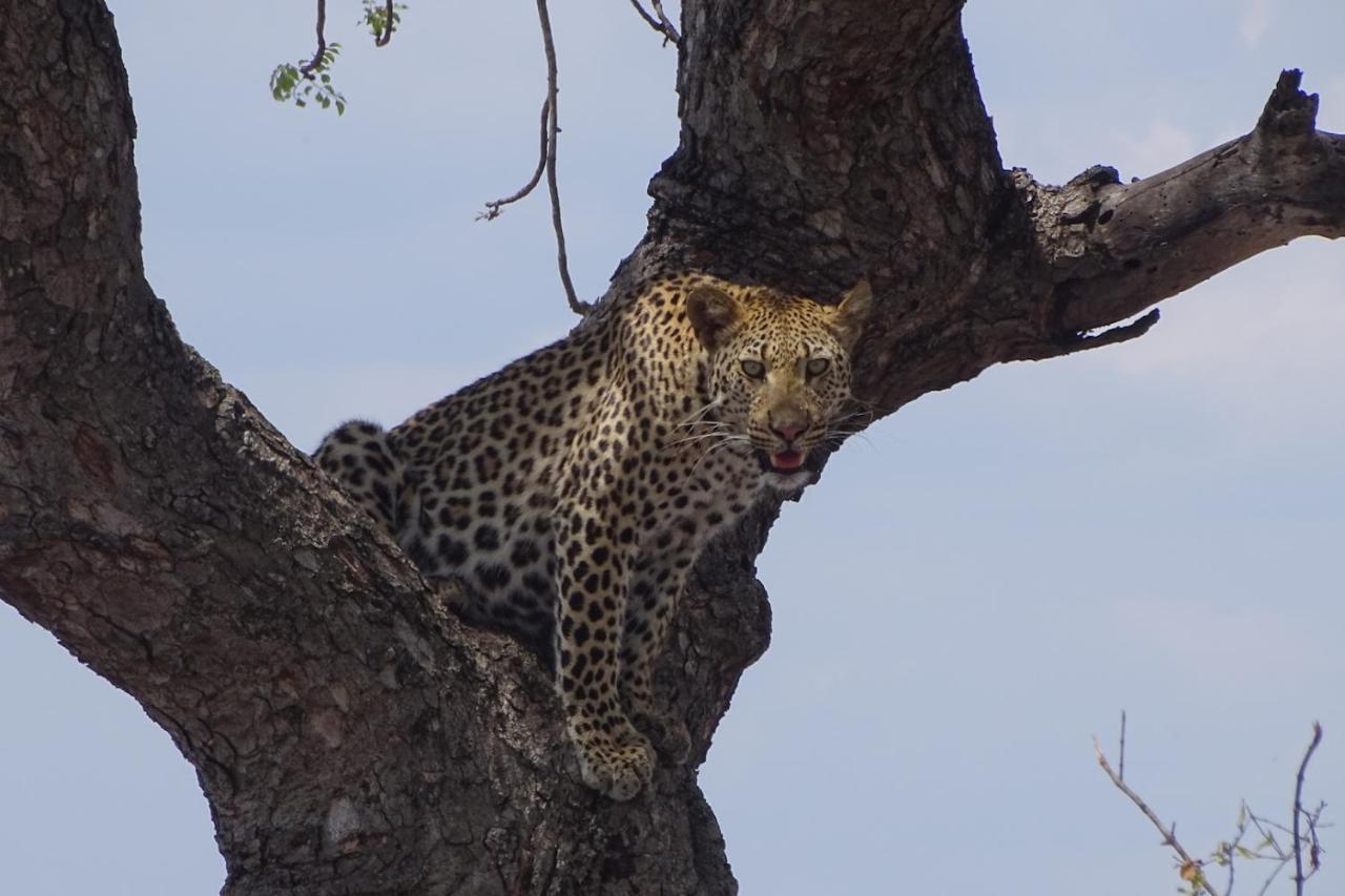 Ku Sungula Safari Lodge Naturschutzgebiet Balule Exterior foto